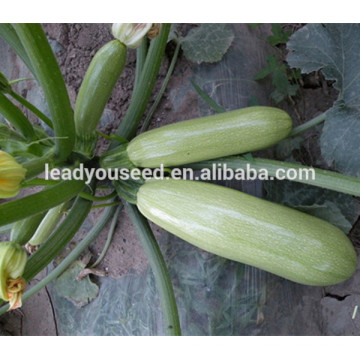 MSQ011 Leshi pico verde maturação precoce híbrido squash sementes f1